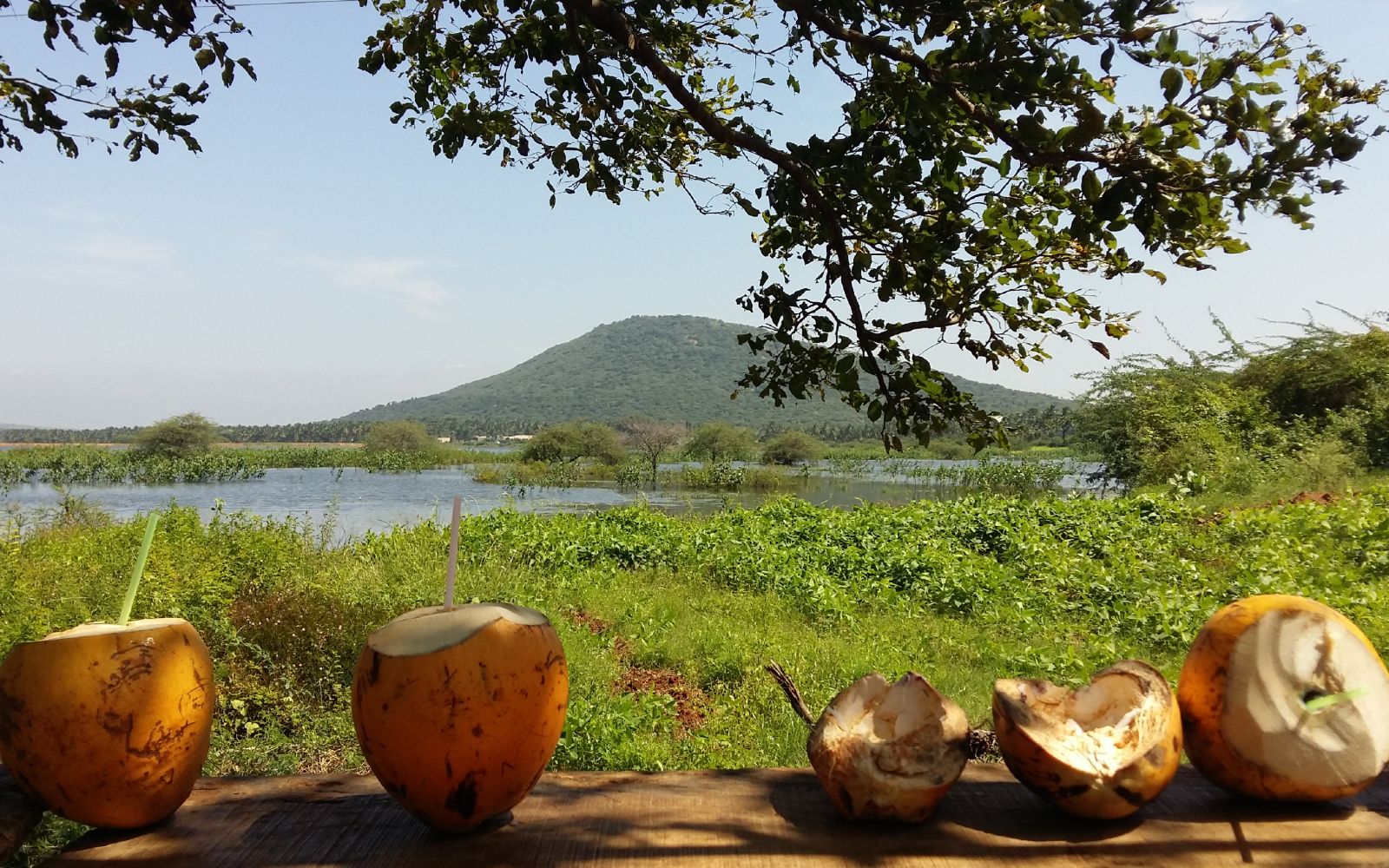 noix de coco avec paysage du Kerala
